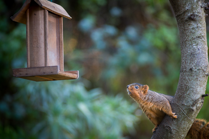 Fox Squirrel: Sciurus niger, California