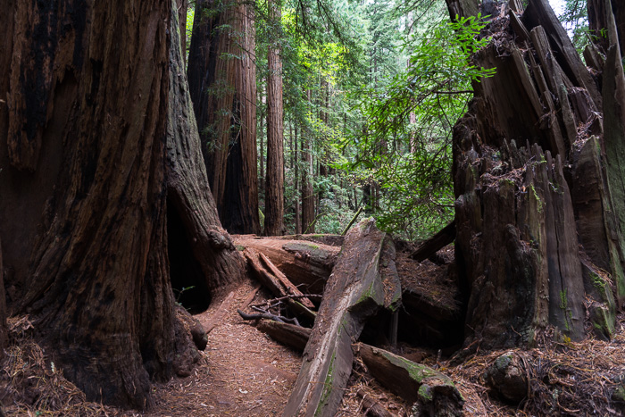 Sequoia Sempervirens, Muir Woods National Monument, California