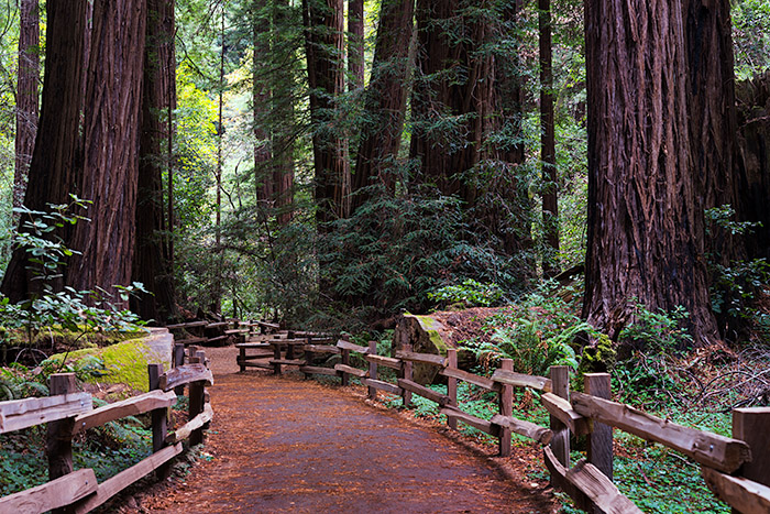On The Main Trail, Muir Woods National Monument, California