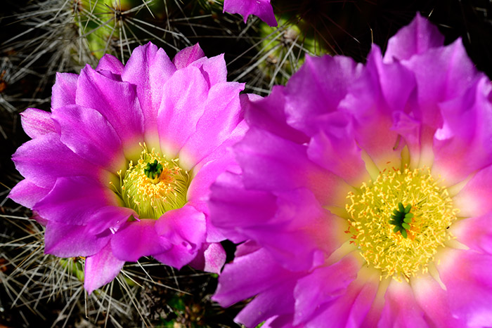 Yard Work 18 - Cactus Flowers